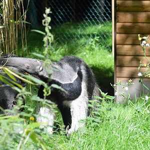 Giant anteater