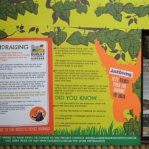 Fundraising for new orang enclosure