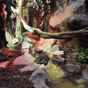 DZG reptile house