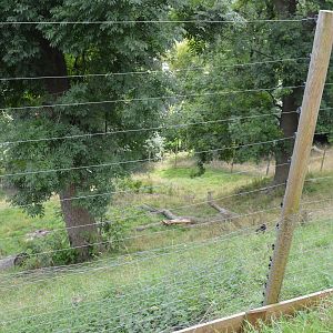 Sulawesi crested macaque enclosure