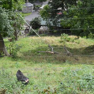 Sulawesi crested macaque enclosure