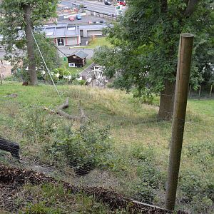 Sulawesi crested macaque enclosure
