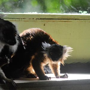 Young black lemur