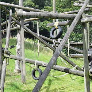 Chimpanzee enclosure