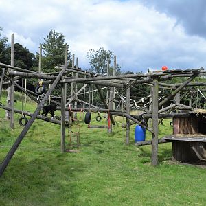 Chimpanzee enclosure