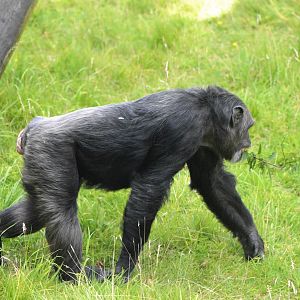 Chimpanzee
