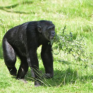 Chimpanzee
