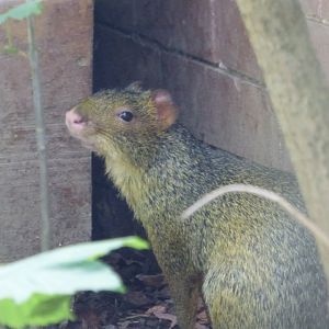 Azara's Agouti