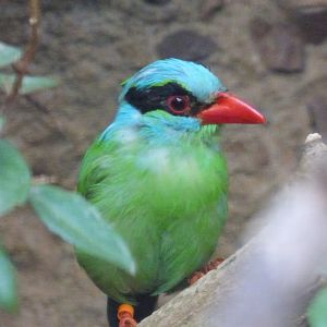 Javan Green Magpie