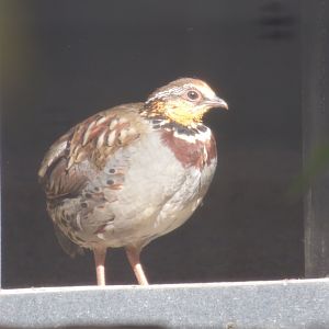 Collared Partridge