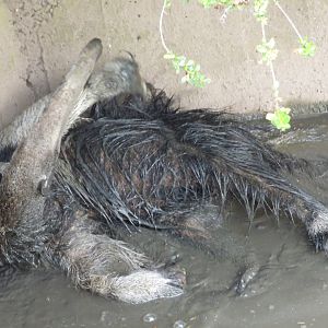 Giant Anteater having a mud bath