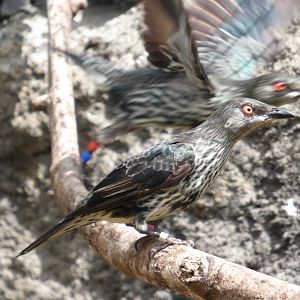 Asian Glossy Starling in new Islands aviary