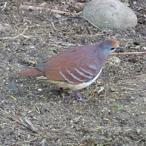 Cinnamon Ground Dove in the Monsoon Forest