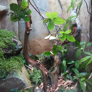 Blue-legged Mantella/Madagascan Blue Stick insect Enclosure