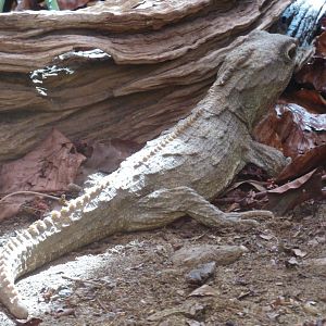 Tuatara