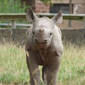 Ike the Black Rhino