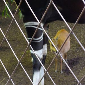Mixed Okapi and Red Duiker Exhibit