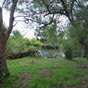 Wattled Crane Enclosure