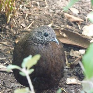Bronze-tailed Peacock Pheasant