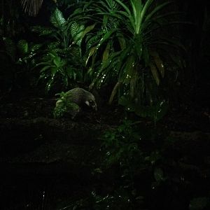 Hog Badger (Arctonyx collaris)