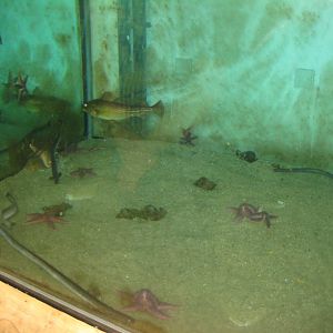 Nordsøen Oceanarium - Behind the scenes - Mixed tank