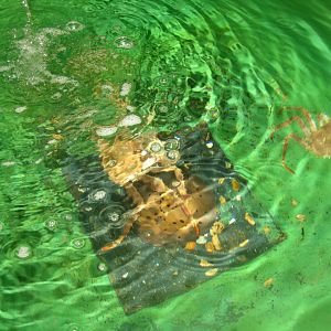 Nordsøen Oceanarium - Behind the scenes - King crab tank
