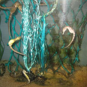 Nordsøen Oceanarium - Behind the scenes - Seahorse tank