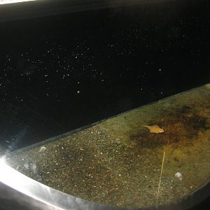 Nordsøen Oceanarium - Plaice tank