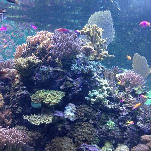 Hard Coral tank