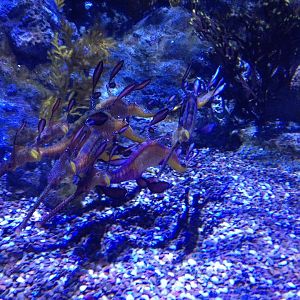 Weedy Seadragon (Phyllopteryx taeniolatus)