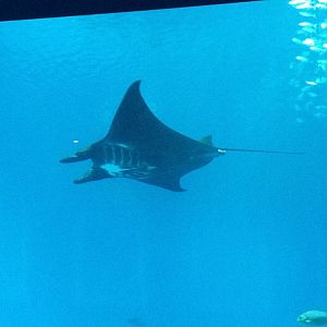 Reef Manta Ray (Manta alfredi)