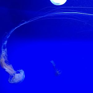Atlantic Sea Nettle (Chrysaora quinquecirrha)