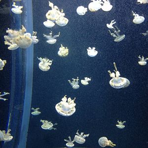 Spotted Jelly (Mastigias papua)