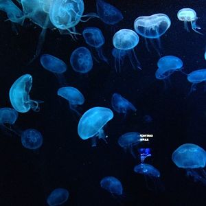 Moon Sea Jelly (Aurelia aurita)