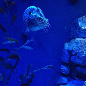 Emperor Nautilus (Nautilus pompilius pompilius)