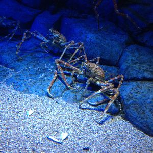 Giant Spider Crab (Macrocheira kaempferi)