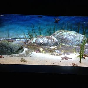 Polka-dot Batfish tank