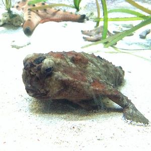 Polka-dot Batfish (Ogcocephalus radiatus)