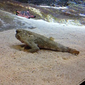 Polka-dot Batfish (Ogcocephalus radiatus)