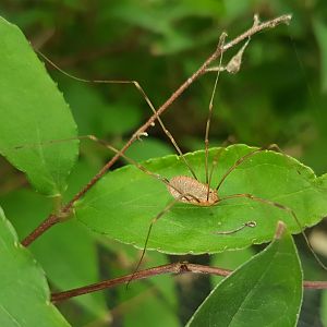 Opilio canestrinii - Harvestman