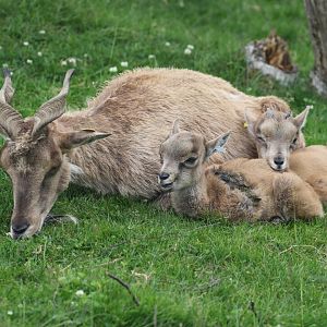 Turkmenian Markhor