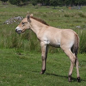 Przewalski's Wild Horse