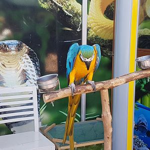 Photo-spot with Blue-and-yellow macaw