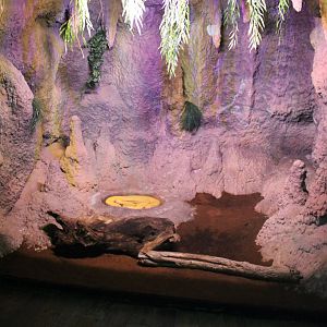 Enclosure Albino Burmese python