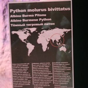 Sign Albino Burmese python