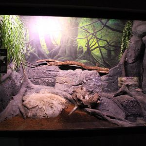 Enclosure Boa constrictor