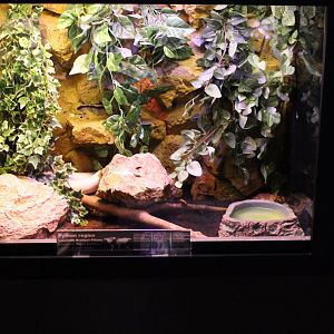 Enclosure Ball python