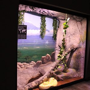 Enclosure Albino Burmese python