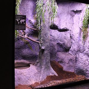 Enclosure Boa constrictor