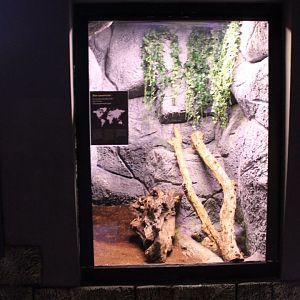 Enclosure Boa constrictor